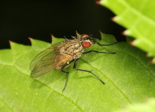 Réf. 326 969 : Botanophila fugax
